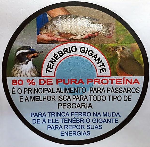 TENÉBRIO GIGANTE EM TRÊS RIOS - RJ